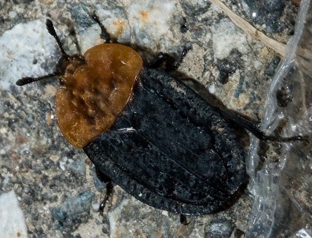 Oiceoptoma thoracicum